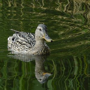 Stockente