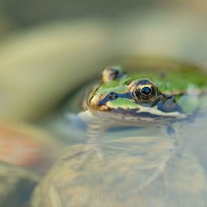 Teichfrosch