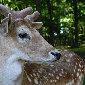 Wildpark Kommern 022 2