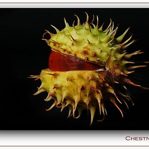 Chestnut 2