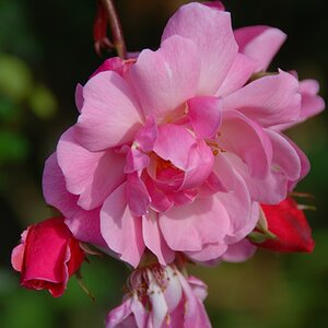 blüte-n