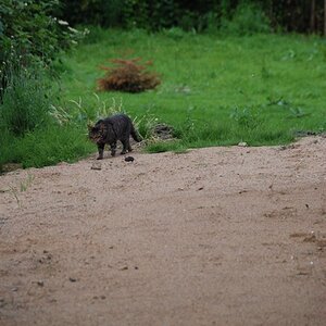 haustigerpirsch