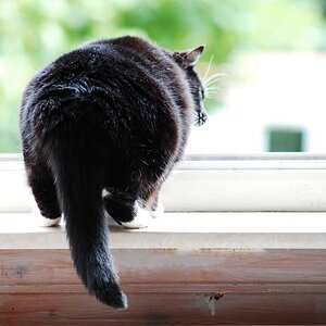 Versuch meine Katze abzulichten.
