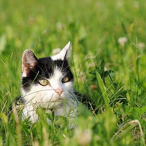 katze