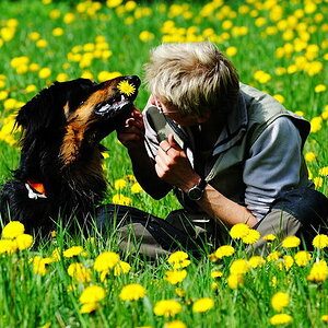 hundeblume
