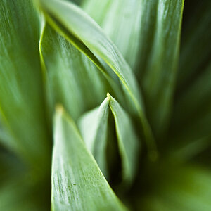 Yucca recurvifolia Hoch