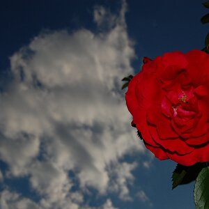 Rose NFF