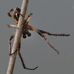 Kastenweiher05.09 Spinne03
