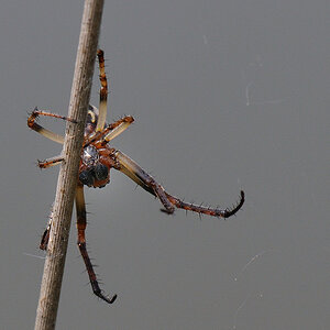 Kastenweiher05.09 Spinne04