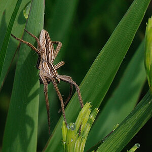 Kastenweiher05.09 Spinne05
