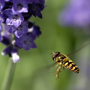 Schwebfliege