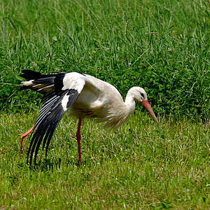 Storch tanzt Schwanensee