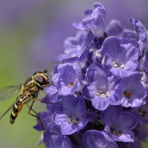 Schwebfliege