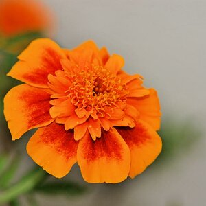 Blume