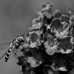 Schwebfliege
