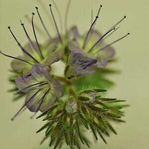 Blüte
