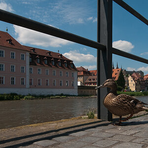 Ente 4149