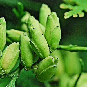 Knospen