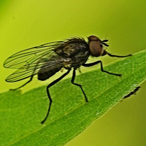 Fliege