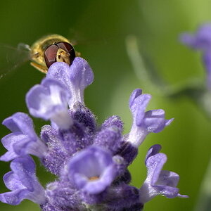 Schwebfliege