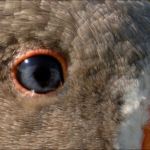 Test Gans D2X 6823 1a 100% Crop
· http://www.nikon-fotografie.de/vbulletin/showpost.php?p=1039994&postcount=154