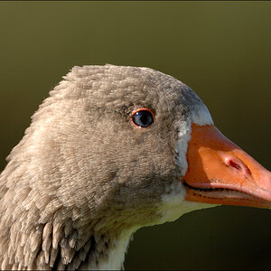 Test Gans D2X 6823 1a
D2X, TC-17E II, 200-400/4, 680mm (1020mm KB), ISO 200, 1/350stel, F8, Freihand, VR On

· http://www.nikon-fotografie.de/vbulleti
