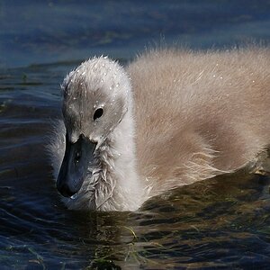 Flauschig