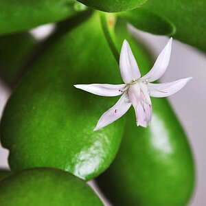 Dickblattblüte 01