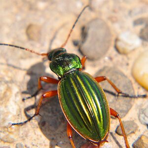 Käfer 01