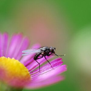 Fliege