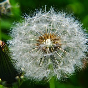 Pusteblume
