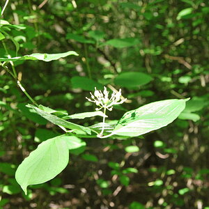 Blüte