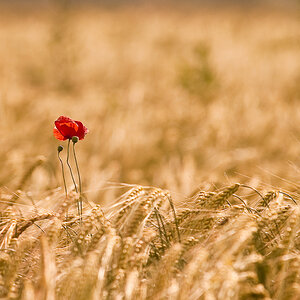 Mohn 4274