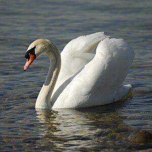 schwan1