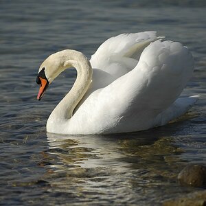 schwan2
