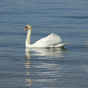 schwan3