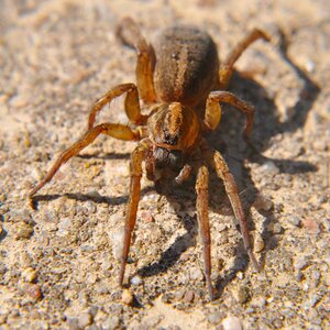 Spinne 01