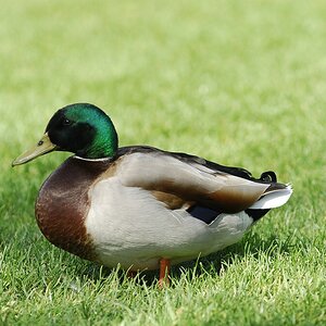 stockenten2