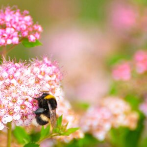 Hummel 01