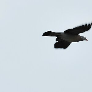 TaubeImFlug 1