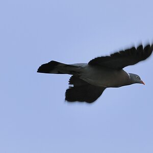 TaubeImFlug 2