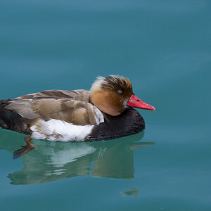Ente