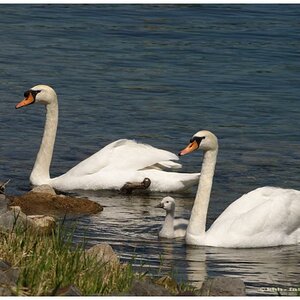 Schwan 1