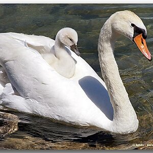 Schwan 2