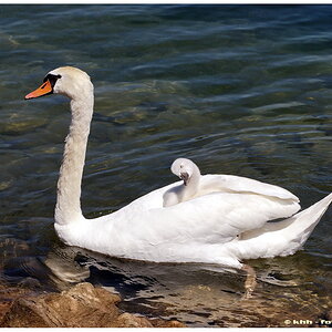 Schwan 3