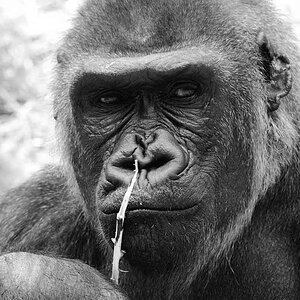 Gorilla DSC 0103