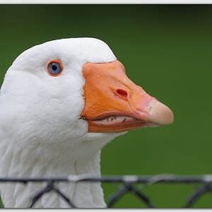 Hausgans (Anser)