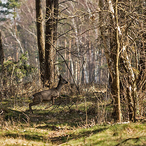 Wildwechsel 3