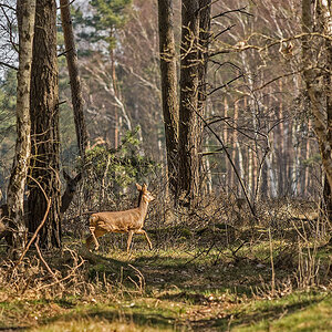 Wildwechsel 4