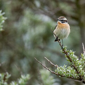 D50 5549 Braunkehkchen IA Helgo 5 2018